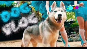 анонс карусель питомцы 08.11.2025 хаски бандит dog vlog