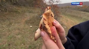 В Крыму наступил самый благоприятный период для сбора грибов