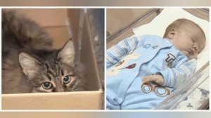 5 кошек- героев,которые спасли людей.