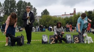 31.08.2025, СПб. Клуб "Глэд" (РКФ, РФСС). Выставка собак САС 2 группы FCI