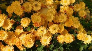 09=11=2025  ник  ТЭЦ   (25)