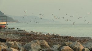 Пляж Якорная Щель в ноябре. Чайки