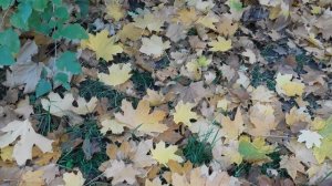 06=11=2025 кмр   ПВН  (172)