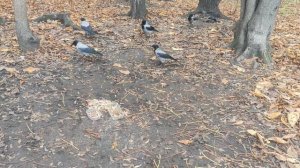 9 ноября они нуждаются в помощи