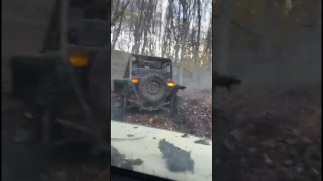 лесные приключения