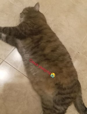 симааа неет