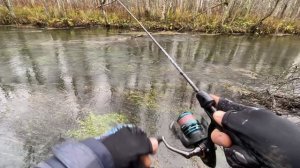 Осенняя Форель Ленинградской Области