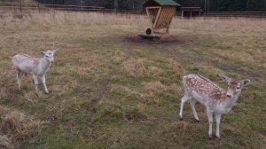 Национальный парк Лосиный Остров г.Москва