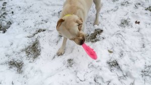 Снег не впечатлил, но понюхать надо!