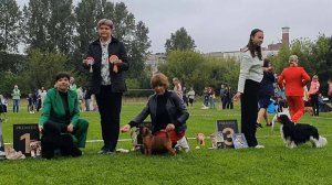 31.08.2025, СПб. Клуб "Глэд" (РКФ, РФСС). Выставка собак САС 9 группы FCI