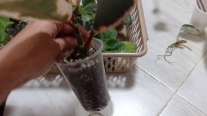 Комнатные растения готовы к пересадке. Аглаонемы, монстера, фикус