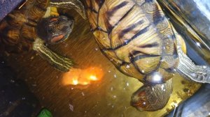 Красноухие черепахи 🐢 утро 09-11-2025