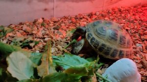 Ужин моих питомцев НОЯБРЬ 2025 года #кашка для попугаев #черепахи #морскиесвинки