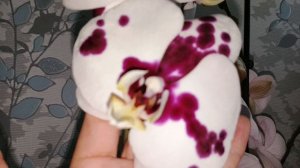 Покупка орхидей для моих подписчиков/09.11.25/