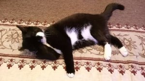 Чёрно-белый котэ умывается