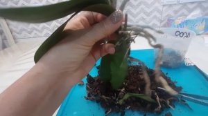 Теряют тургор листья орхидеи бабочки Брауни. Надо что-то делать.