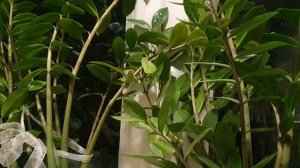 Моя деревня