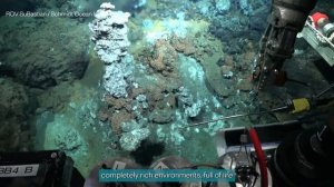 В Антарктиде нашли сразу 30 жутких и ранее неизвестных науке существ. Среди открытий — хищная губка