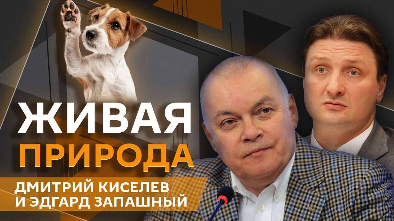 Дмитрий Киселев и Эдгард Запашный. Хочу завести собаку: с чего начать и как подготовиться?
