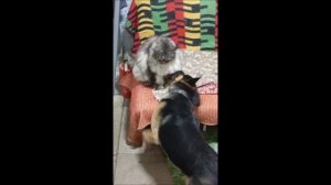 Собака. Кот. Том и Кос