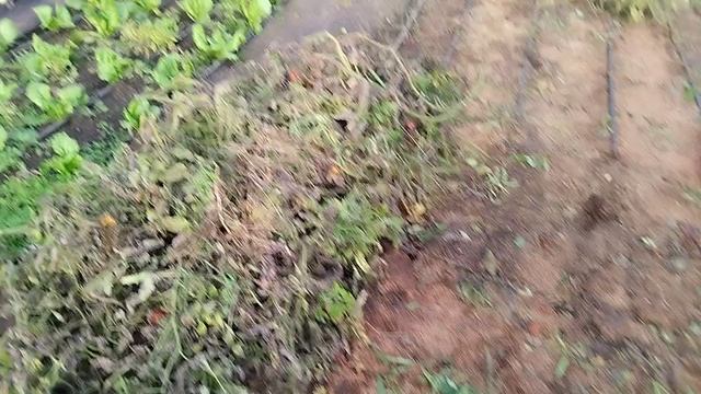 Тепличные дела. Последние томаты в этом году.