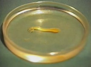 Физика. Опыты. Искусственная амёба