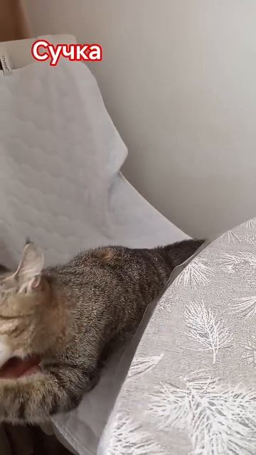 кошка вроде играет