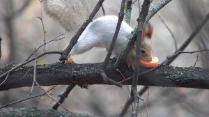 Немного о Модели. Зарисовка