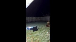 Напугали медведя