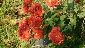 09=11=2025  ник  ТЭЦ   (27)