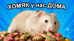 Как в нашем доме появился хомяк