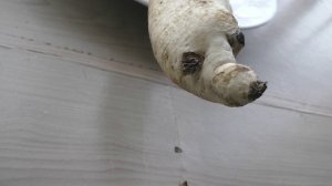 Забавный дайкон