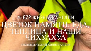 Цветок памяти, еда, теплица и наши чихуахуа, № 872 Жизнь в Англии.