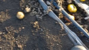 ПРИШЛА ПОЗДНЯЯ ОСЕНЬ.