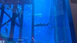 ТЦ Dubai Mall 2025 - 4K