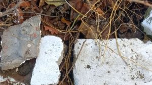 НАКРЫВАЕМ ВИНОГРАД НА ЗИМУ.