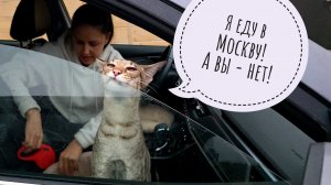 Пёс Кубик светится в темноте. Лось Степан коварно отгрыз мою яблоню! Треугольный кот уехал в Москву