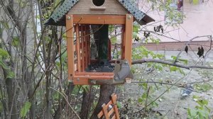 Кушать подано.