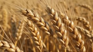 Футаж. Пшеничное поле.