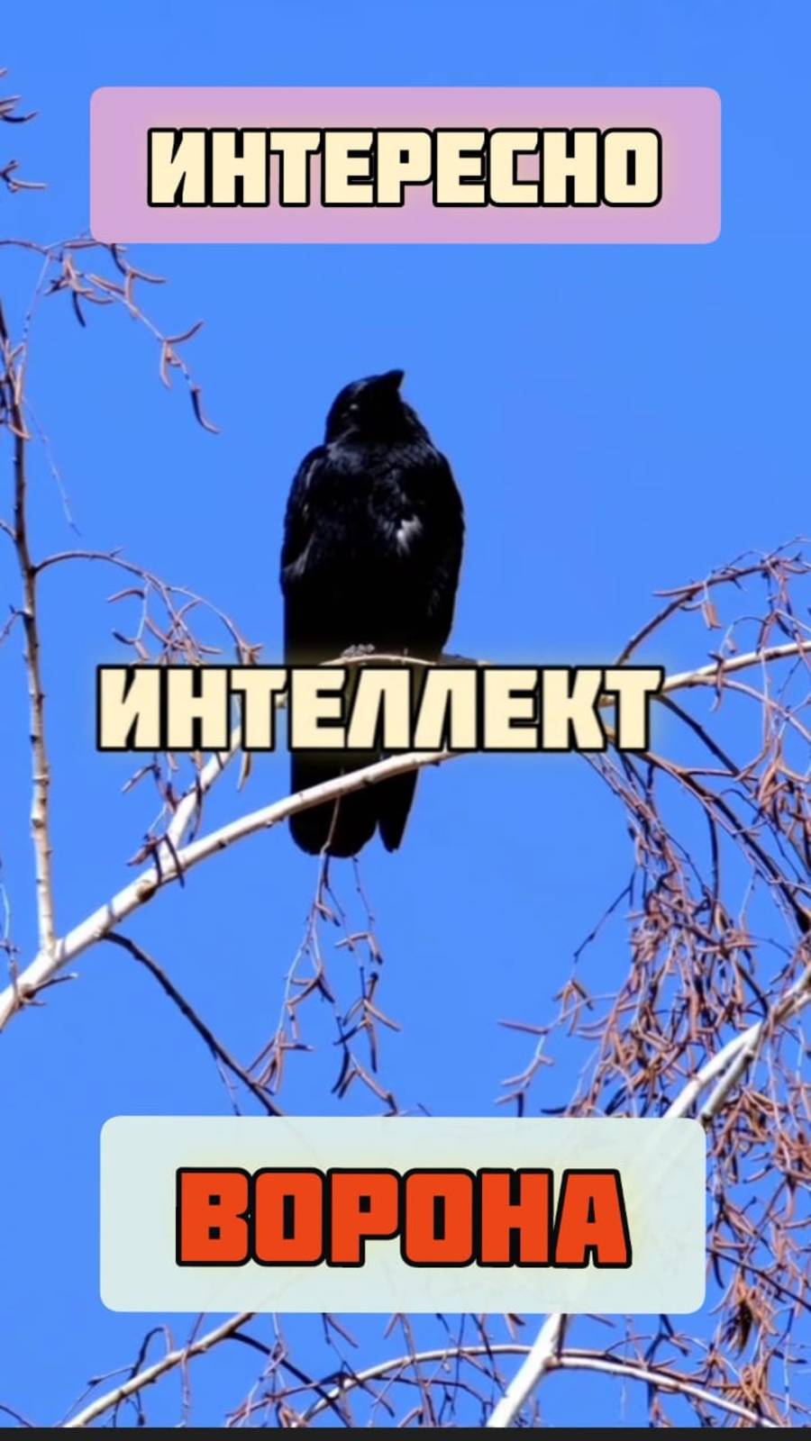 Ум и смекалка ворон. Вороны - гении под нашими окнами. #вороны #птицы #природа #ворона #умныептицы