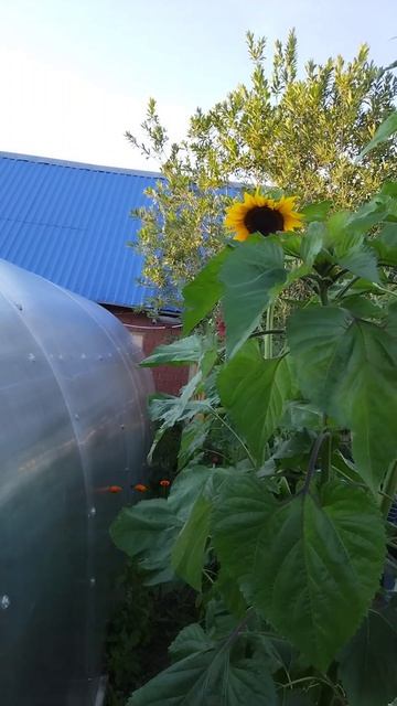 Подсолнух. Лето 2025, севера. 16 августа