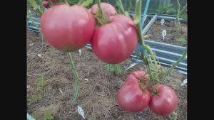 Каталог томатов. Новинки 2025 года. Часть 2. г. Киров