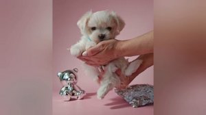 ЩЕНКИ МАЛЬТИЙСКАЯ БОЛОНКА 📞+7 909 450-93-39 📍Краснодар ✍ Заводчик Оксана Московская