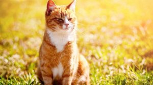 Вот солнечный день  октября рок - стихи Виктора Левашова, Ярославль.