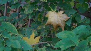 06=11=2025 кмр   ПВН  (173)