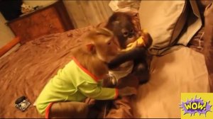 обезьяны вытворяют стыдно смотреть!!!!