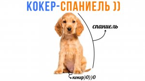 АНАТОМИЯ КОКЕР-СПАНИЕЛЯ ))) Приколы | Мемозг 1684