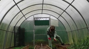 Сад, огород на начало ноября, готовлюсь к зиме.