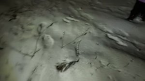 Ночная прогулка по заснеженному лесу! Следы диких зверей