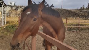 Накормили коняшку яблоками